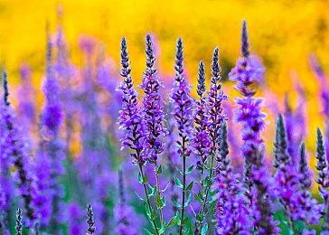 《霍格沃茨之遗》入选美国各平台畅销榜 首周销量或破600万